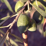 Oliwka europejska (Olea europaea) - liście Oliwka europejska (Olea europaea) - liście