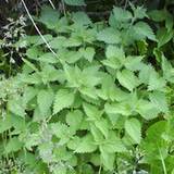 Pokrzywa zwyczajna (Urtica dioica)