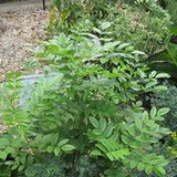 Lukrecja gładka (Glycyrrhiza glabra) Lukrecja gładka (Glycyrrhiza glabra)