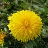 Mniszek lekarski (Taraxacum officinale)
