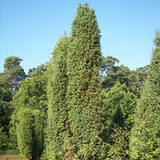 Jałowiec (Juniperus L.) Jałowiec (Juniperus L.)