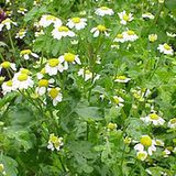 Wrotycz maruna (Tanacetum parthenium)