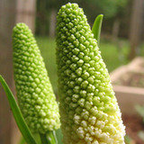 Aletra lecznicza (Chamaelirium luteum) Aletra lecznicza (Chamaelirium luteum)