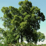 Buk zwyczajny (Fagus sylvatica L.) Buk zwyczajny (Fagus sylvatica L.)