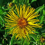 Oman wielki (Inula helenium) Oman wielki (Inula helenium)