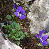 Fiołek  (Viola L.)