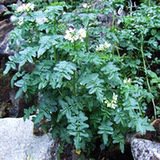 Rzeżucha (Cardamine L.) Rzeżucha (Cardamine L.)