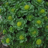 Różeniec górski (Rhodiola rosea) - właściwości Różeniec górski (Rhodiola rosea) - właściwości