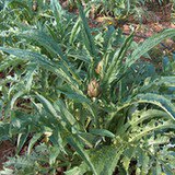 Karczoch zwyczajny (Cynara scolymus)
