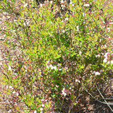 Borówka (Vaccinium myrtilloides) Borówka (Vaccinium myrtilloides)