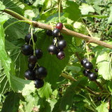 Czarna porzeczka (Ribes nigrum)
