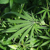 Konopie siewne (Cannabis sativa) – olej i nasiona Konopie siewne (Cannabis sativa) – olej i nasiona