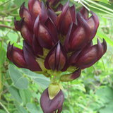 Świerzbiec właściwy (Mucuna pruriens)