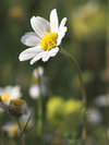 Herbata z rumianku
