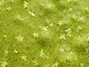 Spirulina i niebieskozielone algi