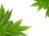 3. Marihuana i jazda samochodem: to nie jest bezpieczne.