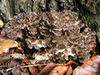 Grzybki shiitake i maitake