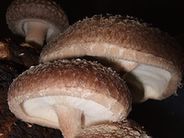 Grzyby shiitake zwalczają raka