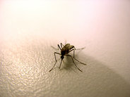 Jak zabezpieczyć ciało przed komarami oraz jak radzić sobie po ugryzieniu?
