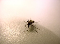 Jak zabezpieczyć ciało przed komarami oraz jak radzić sobie po ugryzieniu?