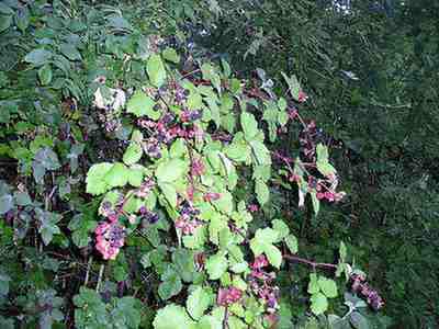 Jeżyna (Rubus L.)