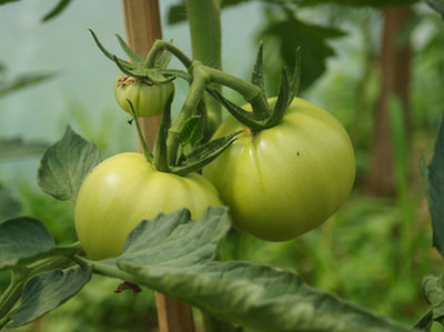 Zielone pomidory na zdrowe mięśnie