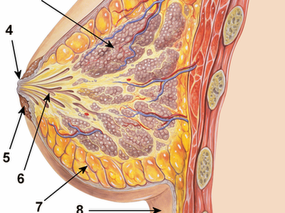 Rak piersi: ultrasonografia skuteczniejsza od mammografii u młodych kobiet
