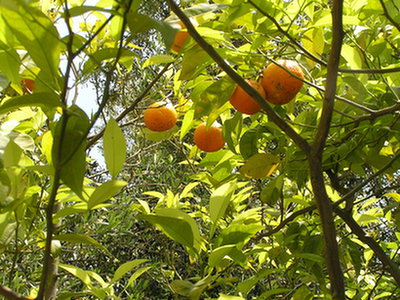 Gorzka pomarańcza (Citrus aurantium)