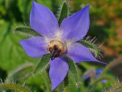 Ogórecznik lekarski (Borago officinalis)