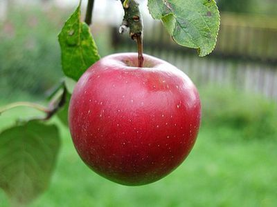 Ocieplenie klimatyczne zmienia… smak jabłek!