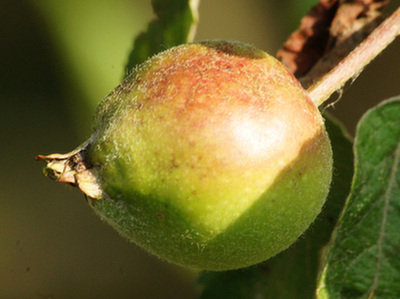Jabłka organiczne pomagają w walce z rakiem