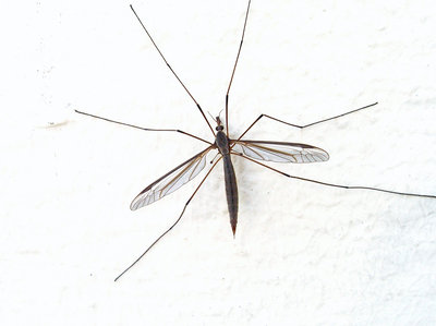 Naturalny sposób na komary