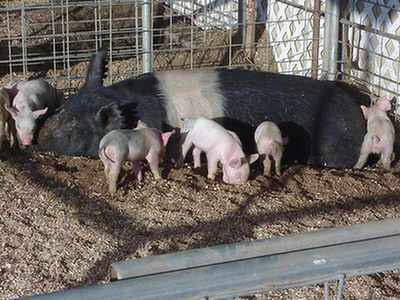Znaleziono tysiące martwych świń w jednych z ważniejszych zbiorników wodnych w Chinach