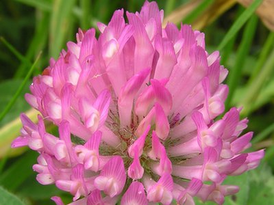 Koniczyna łąkowa  (Trifolium pratense)