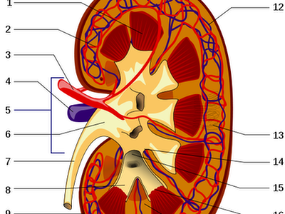 Otyłość i choroba nerek: transplantacja może pomóc?