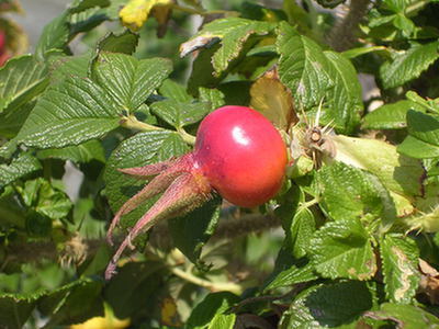 Owoc róży rdzawej (Rosa eglanteria L.) i dzikiej róży (Rosa canina L.)
