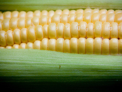 Modyfikowana kukurydza z USA odrzucona przez Chiny