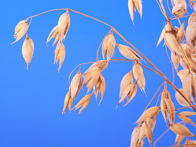 Nowe badanie wiąże gluten z autyzmem