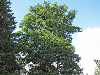 Dąb (Quercus L.)