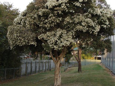 Drzewko herbaciane (Melaleuca alternifolia)