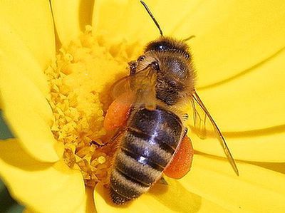 Apiterapia - za co powinniśmy polubić pszczoły­