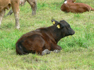 Choroba szalonych krów u bydła może rozprzestrzeniać się przez autonomiczny układ nerwowy