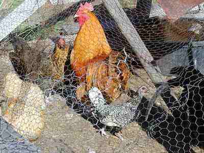 Wzrastająca liczba ofiar ptasiej grypy w Chinach zmusza do uboju ptaków