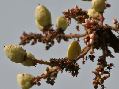 Boswellia Serrata (Boswellia serrata)