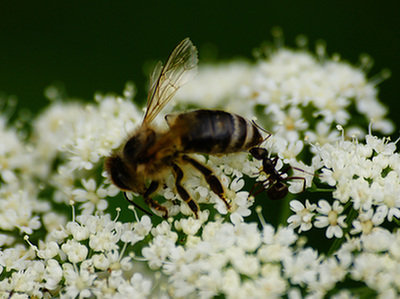 EFSA potwierdza, że pestycydy zabijają pszczoły