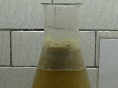 Drożdże piwne (Saccharomyces cerevisiae)