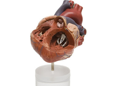 Rozwój ludzkiej tkanki mięśnia sercowego wolniejszy, niż u innych zwierząt