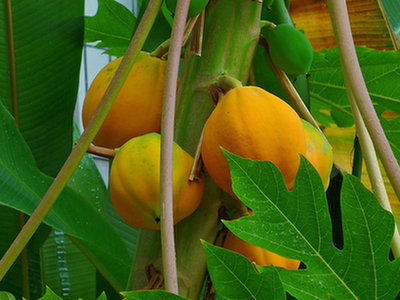 Papaina (Carica papaya L.)