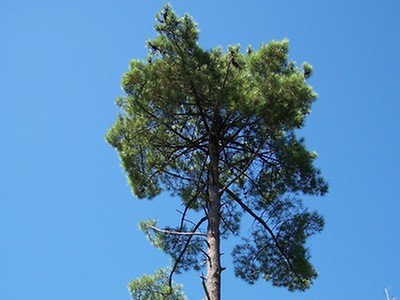 Sosna nadmorska (Pinus pinaster) i pycnogenol
