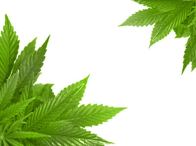 Badania nad wykorzystaniem marihuany w leczeniu potwierdzają jej skuteczność